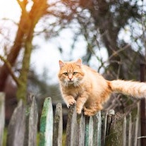 Decoding cat food labels