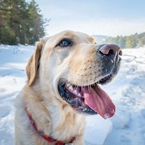 Decoding dog food labels