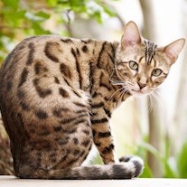 High protein dog food Image