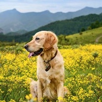 High protein dog food image