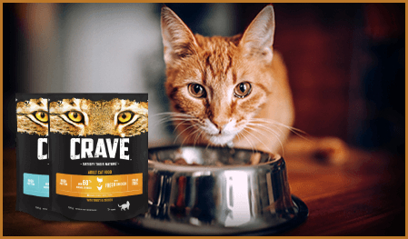 Cat Meal Image