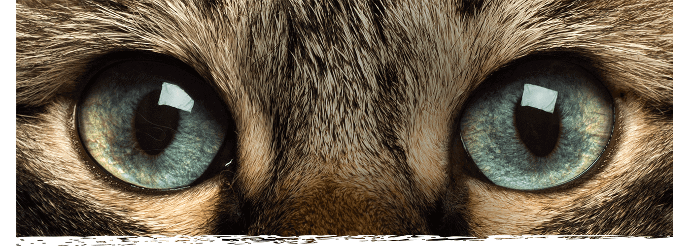 Cat banner image
