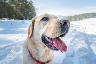 Decoding dog food labels image
