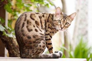 High protein dog food Image