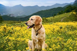 High protein dog food image
