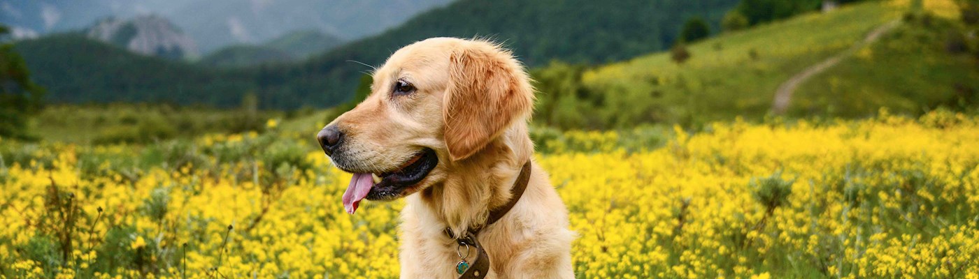 High protein dog food
