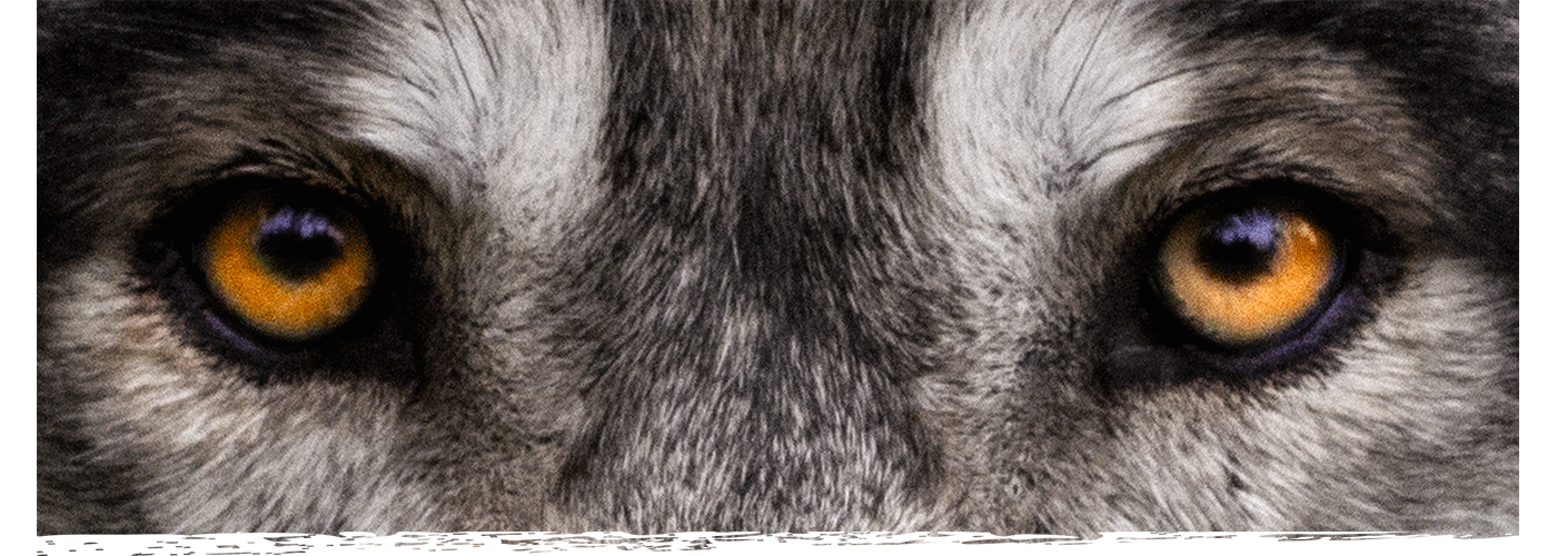 Loup Image