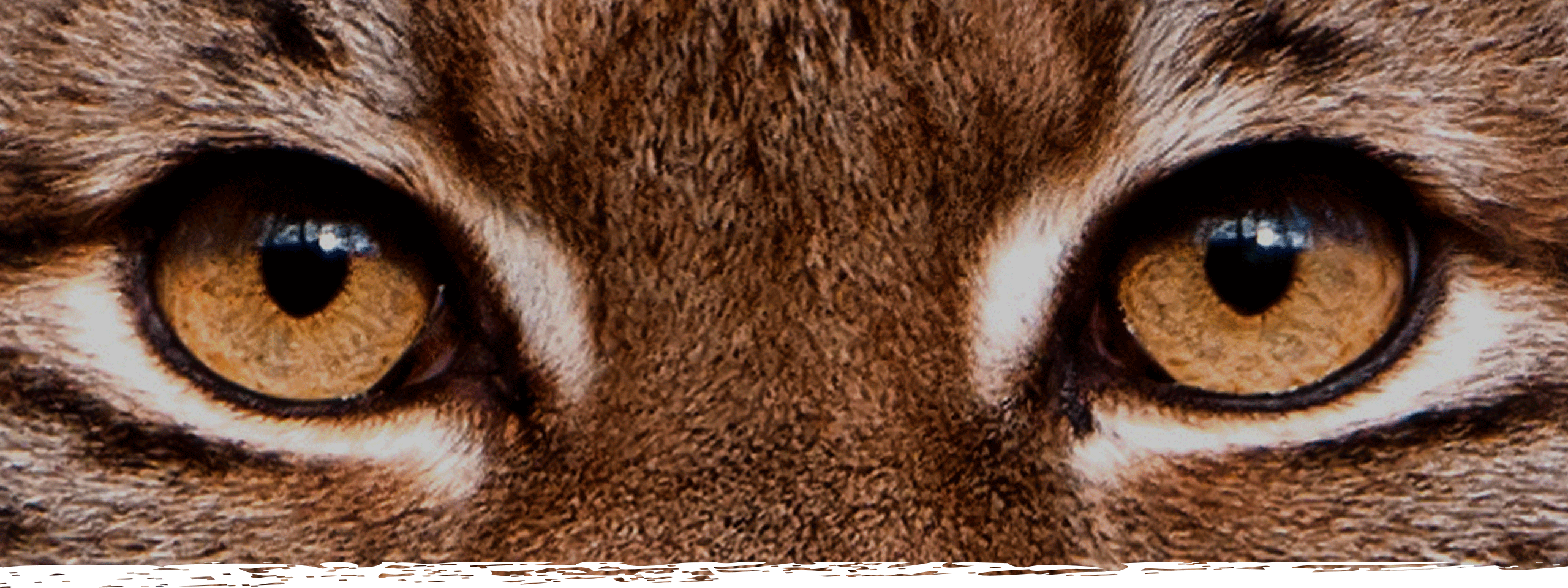 Lynx image