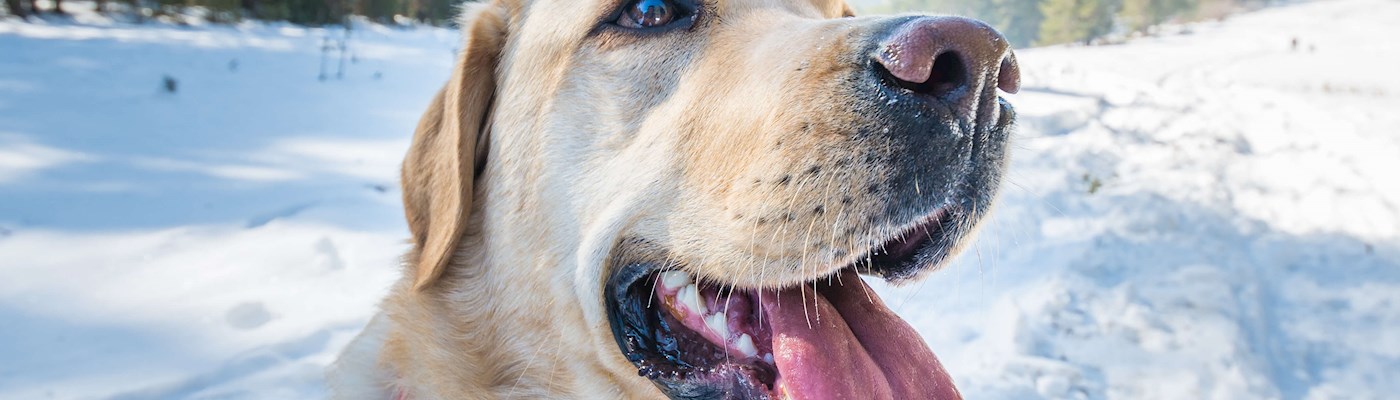 Dog Image